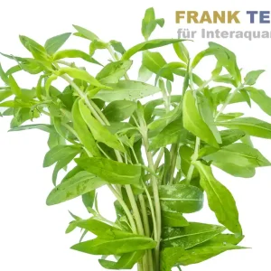 Bestpreis Kirschblättriger Wasserfreund, Nomaphila stricta, Bund